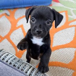 Shelter Stray Female Dog last seen , 3612 11th Ave, Los Angeles, CA 90018, USA