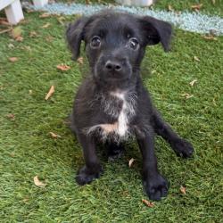 Shelter Stray Male Dog last seen , 3612 11th Ave, Los Angeles, CA 90018, USA