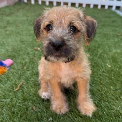 Shelter Stray Male Dog last seen , 3612 11th Ave, Los Angeles, CA 90018, USA