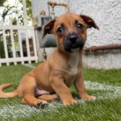 Shelter Stray Male Dog last seen , 3612 11th Ave, Los Angeles, CA 90018, USA