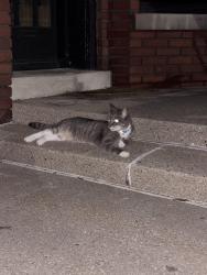 Found/Stray Unknown Cat last seen College Ave SE and Wealthy St, Grand Rapids, MI 49503
