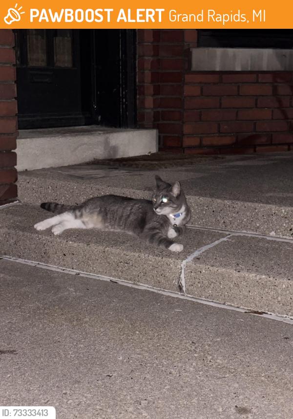 Found/Stray Unknown Cat last seen College Ave SE and Wealthy St, Grand Rapids, MI 49503