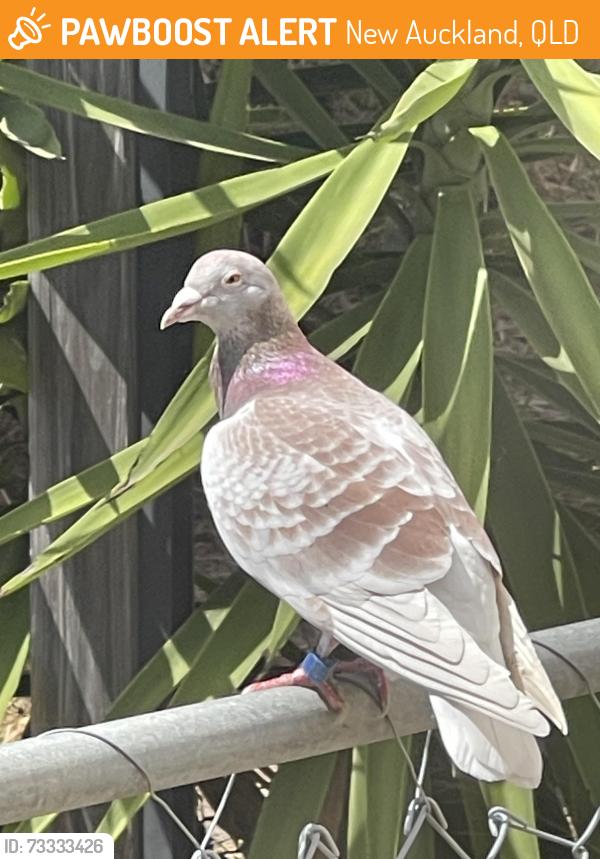 Found/Stray Unknown Bird last seen Flew into my Garage, now sitting on the fence, New Auckland, QLD 4680