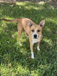Reunited Female Dog last seen Ridgeway Drive, Temple, TX 76502