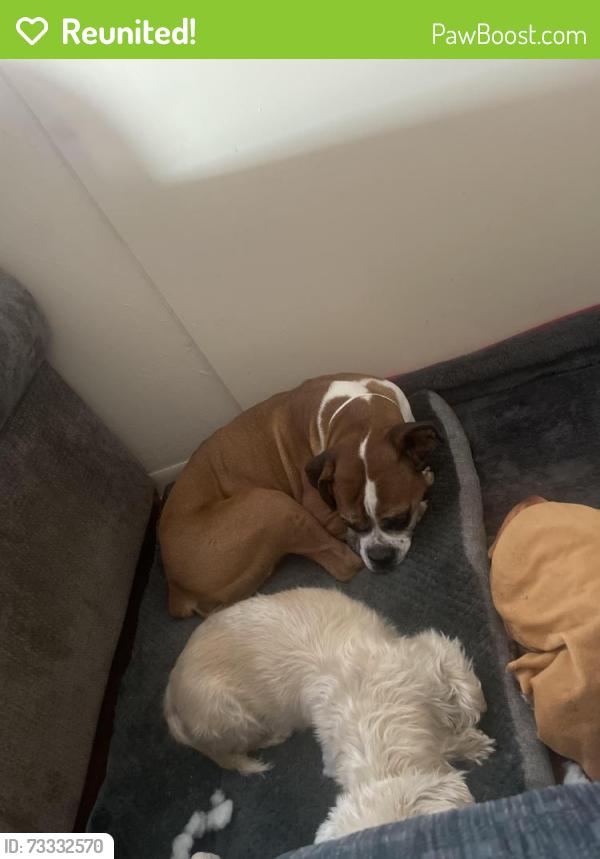 Reunited Female Dog last seen Near Fannin middle school, Amarillo, TX 79110