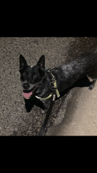 Reunited Male Dog last seen Swan and 5th, Tucson, AZ 85711