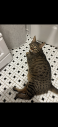 Lost Male Cat last seen Ringwood ave Pompton Lakes close to hersfield Park, Pompton Lakes, NJ 07442