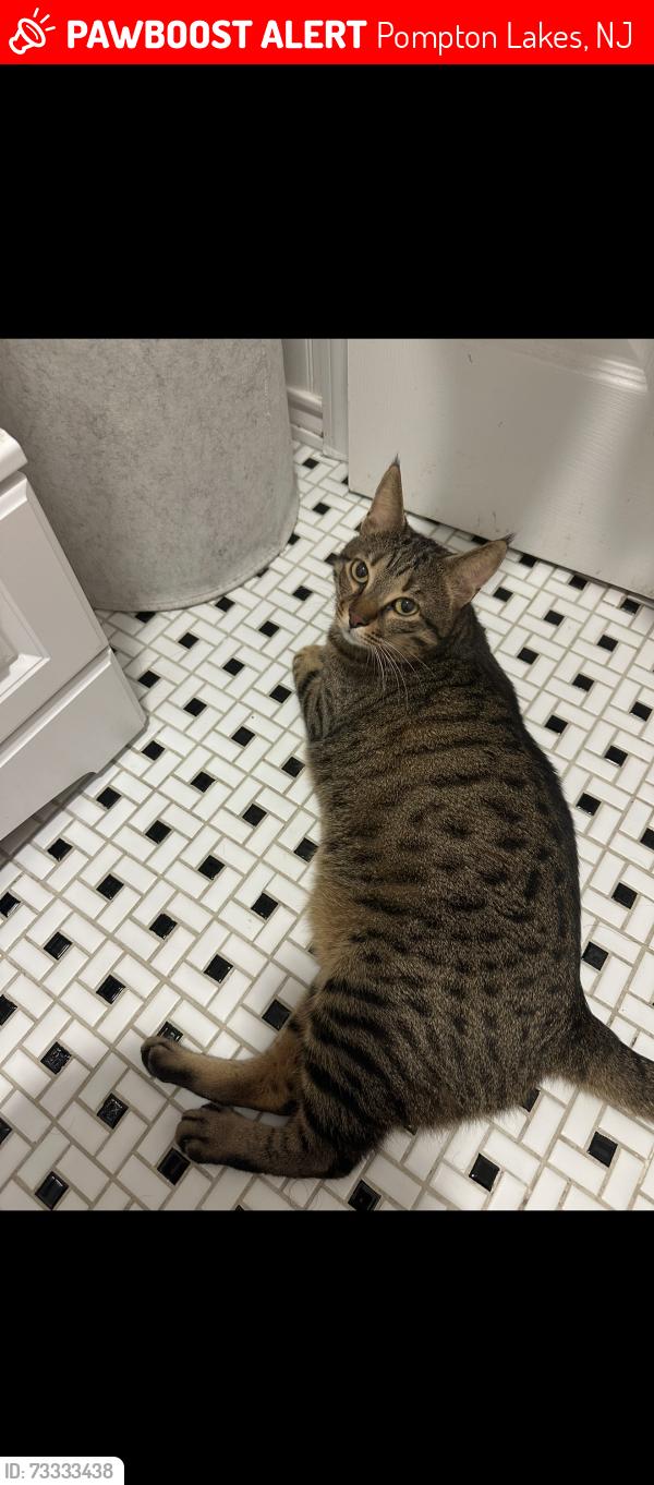 Lost Male Cat last seen Ringwood ave Pompton Lakes close to hersfield Park, Pompton Lakes, NJ 07442