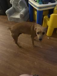 Found/Stray Female Dog last seen Pipers Meadow neighborhood around Joe Newton and Meadow Hill, San Antonio, TX 78251