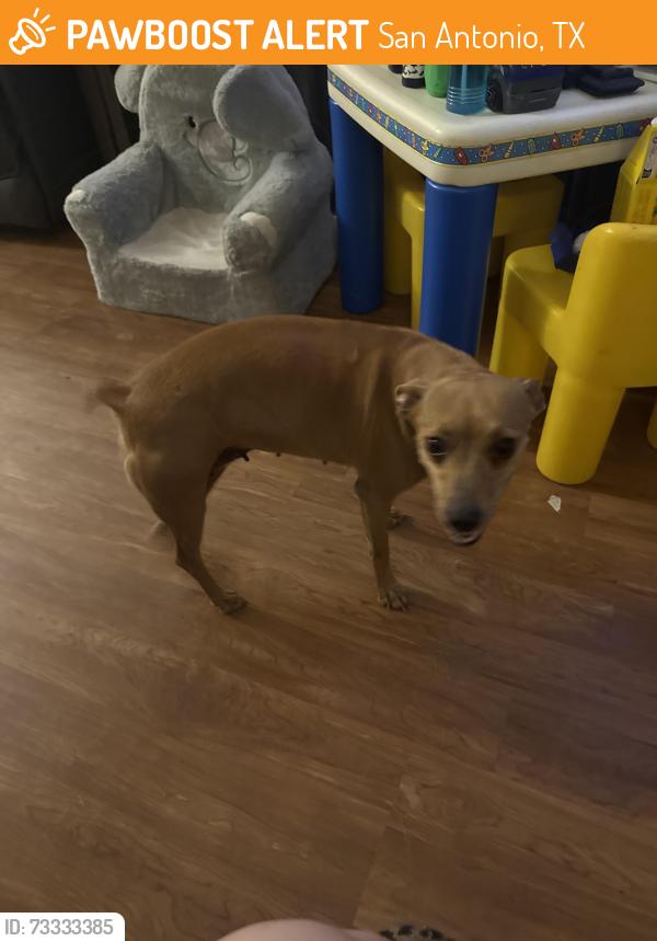 Found/Stray Female Dog last seen Pipers Meadow neighborhood around Joe Newton and Meadow Hill, San Antonio, TX 78251
