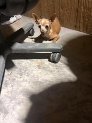 Found/Stray Male Dog last seen Liahona, Socorro, TX 79927