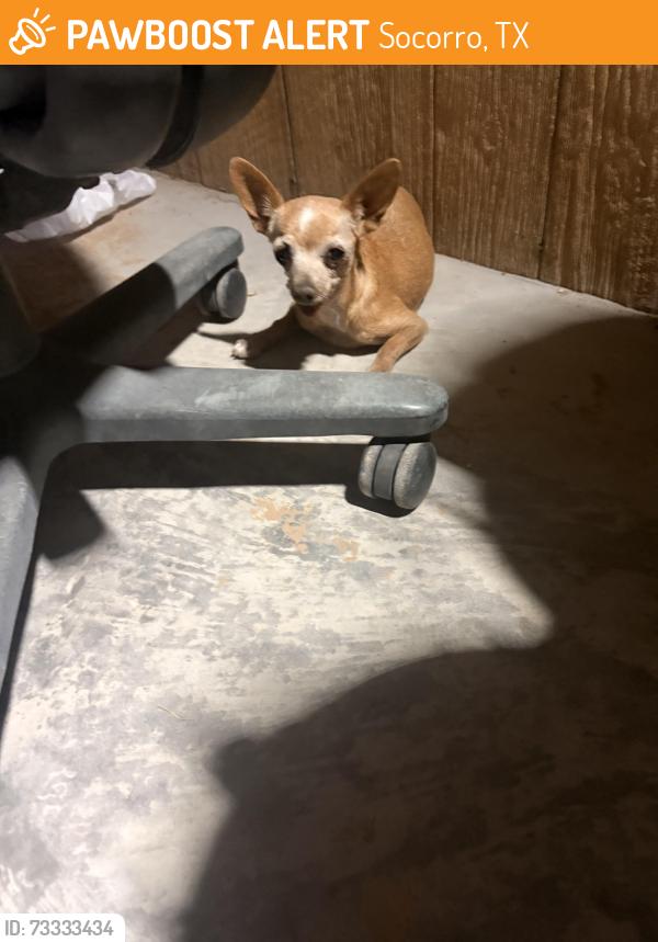 Found/Stray Male Dog last seen Liahona, Socorro, TX 79927