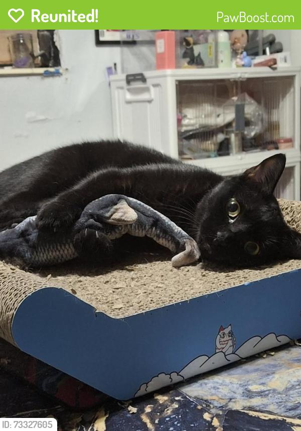 Reunited Female Cat last seen Near dickens ave, Orlando, FL 32809