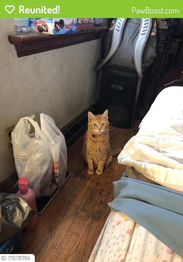 Reunited Male Cat last seen Dunn Rd., Lindbergh Blvd., Hazelwood, MO 63042