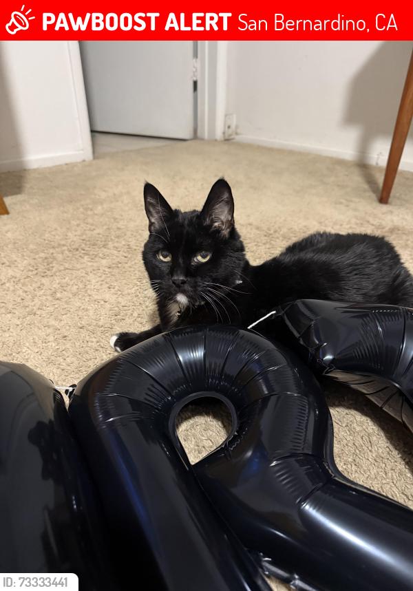 Lost Male Cat last seen Foothill and Arden, San Bernardino, CA 92404