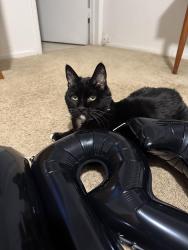 Lost Male Cat last seen Foothill and Arden, San Bernardino, CA 92404