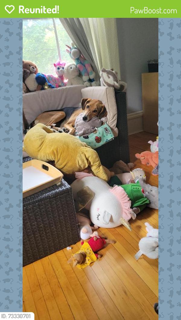 Reunited Female Dog last seen Sturgis St, Douglas, Saint Paul, MN 55102