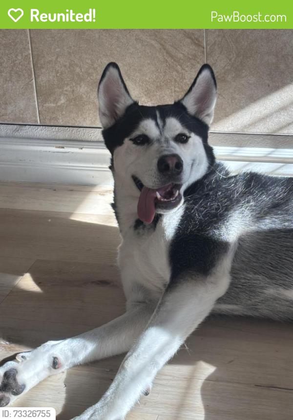 Reunited Male Dog last seen North commerce by middle school, North Las Vegas, NV 89032