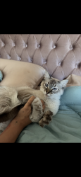 Reunited Male Cat last seen Near n 12th st, Phoenix, AZ 85014