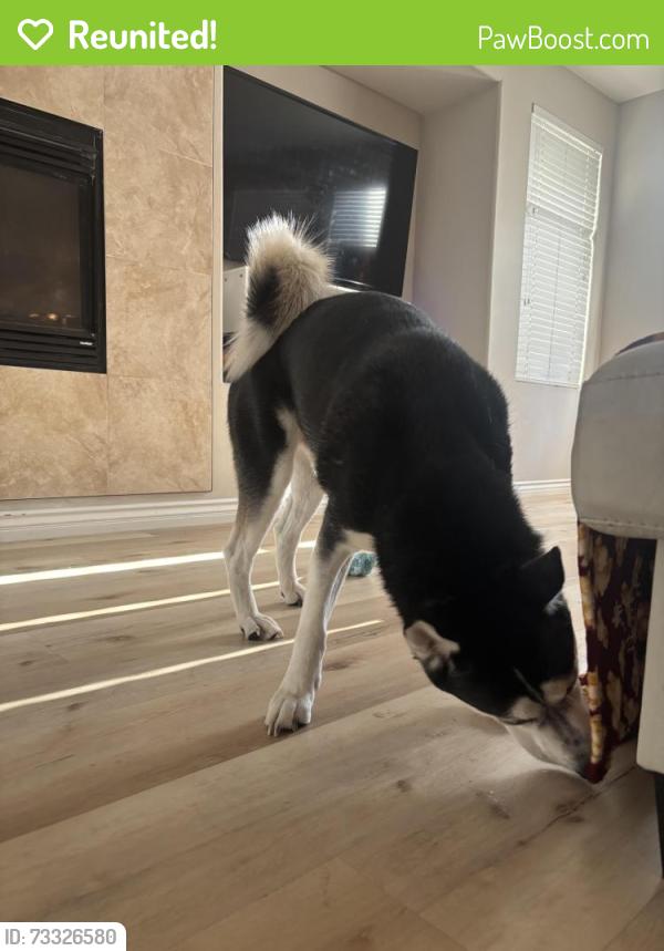 Reunited Male Dog last seen North commerce, North Las Vegas, NV 89032