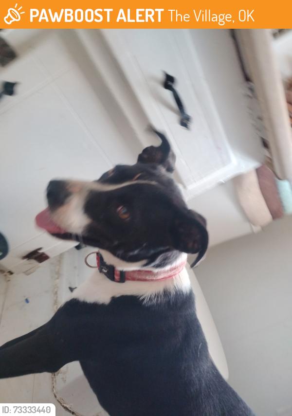 Found/Stray Female Dog last seen Pennsylvania and Downing, The Village, OK 73120