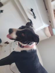 Found/Stray Female Dog last seen Pennsylvania and Downing, The Village, OK 73120