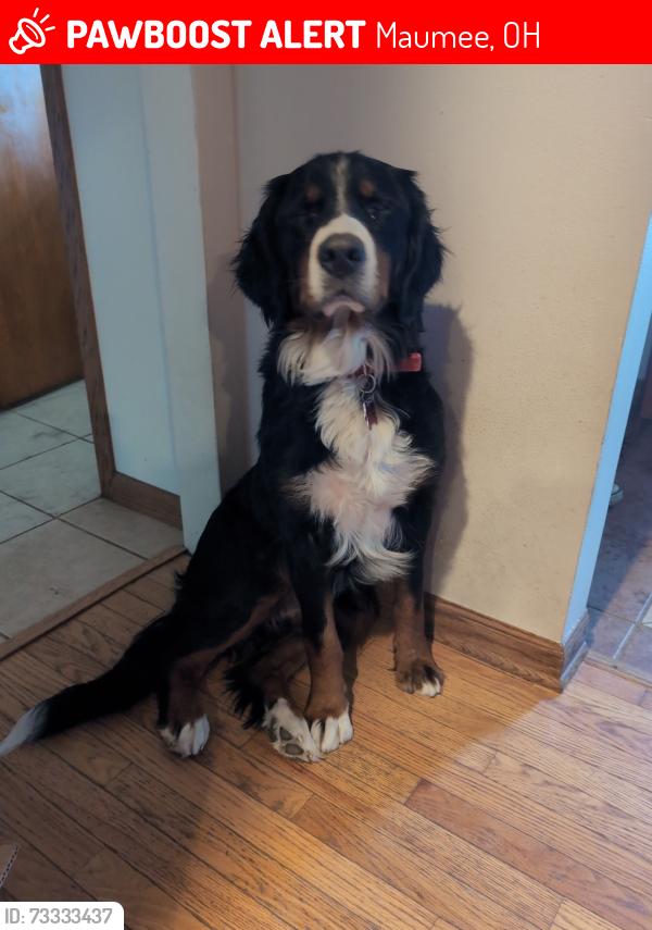 Lost Female Dog last seen Holland Sylvania and Airport Hwy, Maumee, OH 43537