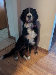 Lost Female Dog last seen Holland Sylvania and Airport Hwy, Maumee, OH 43537