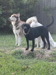 Lost Female Dog last seen Oakden Ct, Huffman, TX 77336