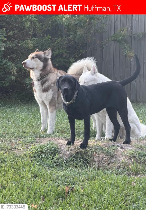 Lost Female Dog last seen Oakden Ct, Huffman, TX 77336