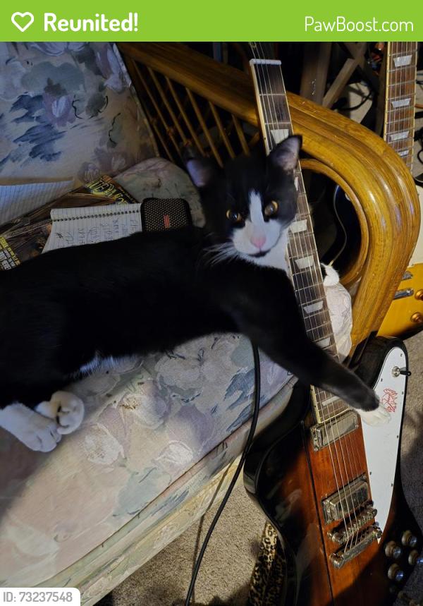 Reunited Male Cat last seen Summit Boulevard and Spanish Trail, Pensacola, FL 32504