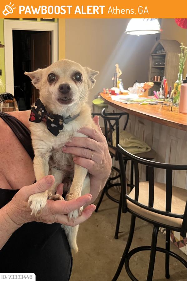 Found/Stray Male Dog last seen Highland Ave. and Fotson Dr., Athens, GA 30606