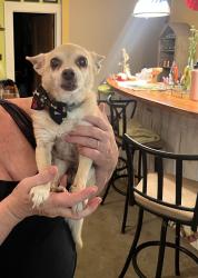 Found/Stray Male Dog last seen Highland Ave. and Fotson Dr., Athens, GA 30606