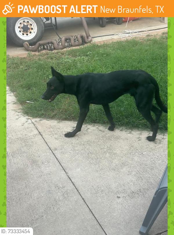 Found/Stray Unknown Dog last seen River Ranch RV Park 420 North Business IH35 New Braunfels TX, New Braunfels, TX 78130