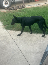 Found/Stray Unknown Dog last seen River Ranch RV Park 420 North Business IH35 New Braunfels TX, New Braunfels, TX 78130