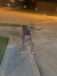 Found/Stray Female Dog last seen Kingsford Shadow Ln, Katy, TX 77493