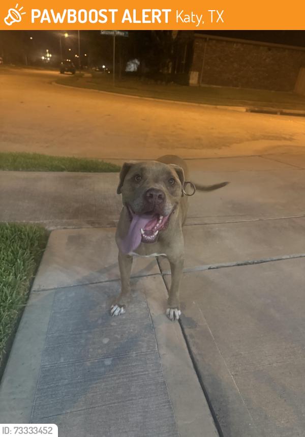 Found/Stray Female Dog last seen Kingsford Shadow Ln, Katy, TX 77493