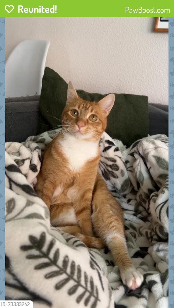 Reunited Female Cat last seen Canyon Lane towards Eastern Pearl, Portland, OR 97225