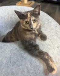 Shelter Stray Female Cat last seen , 22415 Groesbeck Hwy, Warren, MI 48089, USA