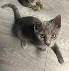 Shelter Stray Male Cat last seen , 22415 Groesbeck Hwy, Warren, MI 48089, USA