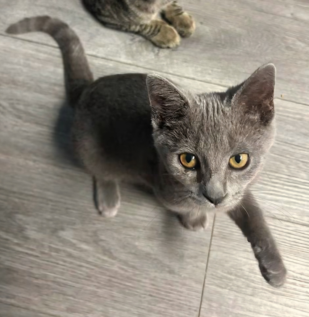 Shelter Stray Male Cat last seen , 22415 Groesbeck Hwy, Warren, MI 48089, USA
