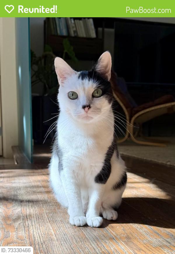 Reunited Male Cat last seen Crane x Dustin, Los Angeles, CA 90065