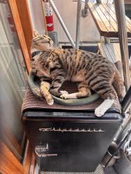 Reunited Male Cat last seen 13th and nickerson nw lower queen anne ballard bridge, Seattle, WA 98119