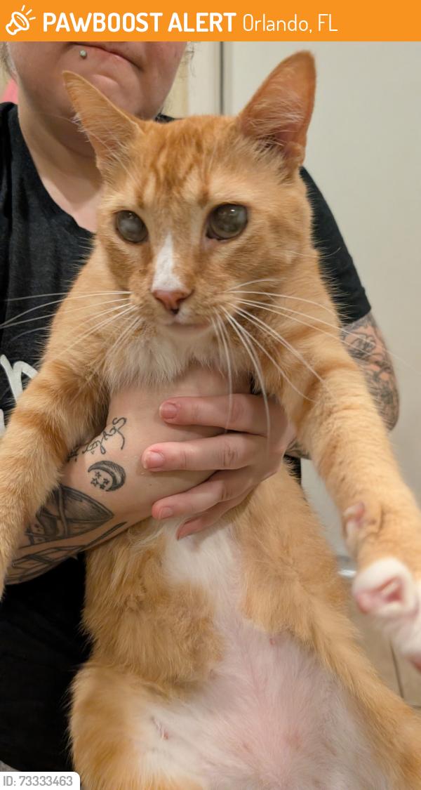 Found/Stray Unknown Cat last seen Dean and university, Orlando, FL 32817