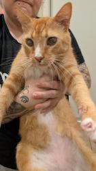 Found/Stray Unknown Cat last seen Dean and university, Orlando, FL 32817