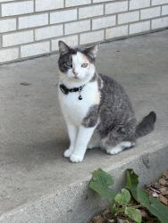 Lost Female Cat last seen Katherine Court & Forestway Drive in Buffalo Grove, Buffalo Grove, IL 60089