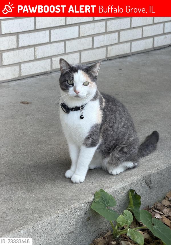 Lost Female Cat last seen Katherine Court & Forestway Drive in Buffalo Grove, Buffalo Grove, IL 60089