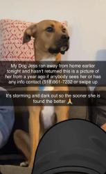 Reunited Female Dog last seen Guilderland high school, Altamont, NY 12009