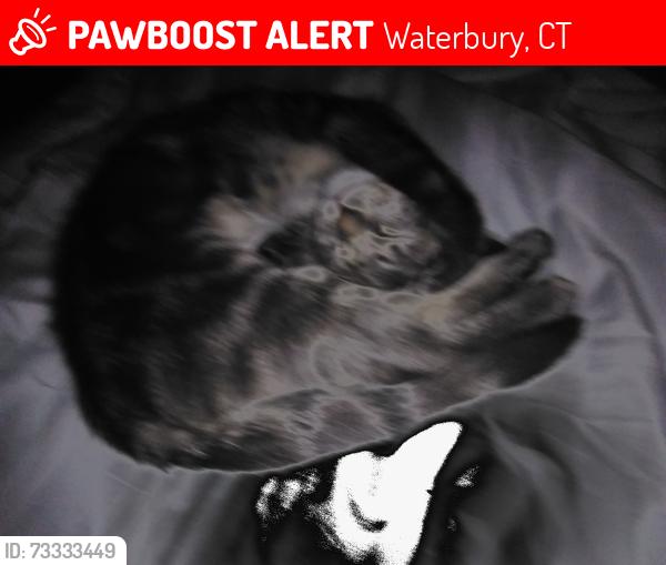 Lost Unknown Cat last seen Near West Main Street Waterbury, Waterbury, CT 06702