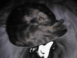 Lost Unknown Cat last seen Near West Main Street Waterbury, Waterbury, CT 06702